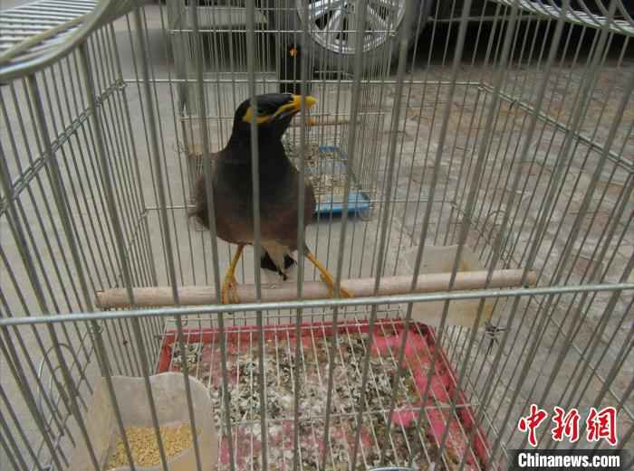  云南一村民非法捕杀、饲养野生动物被立案调查